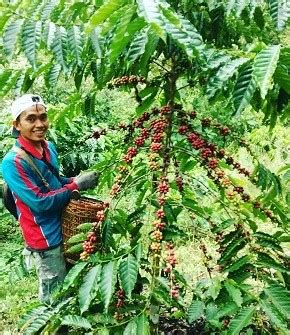 Ternyata Bukan Pagaralam Ini Daerah Penghasil Kopi Terbesar Di Sumsel