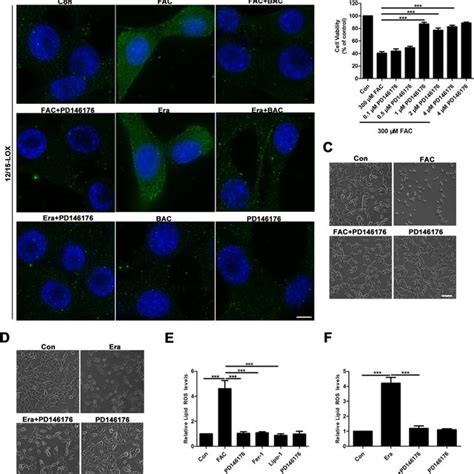 Lox Is Involved In The Inhibition Of Ferroptosis In Fac Induced