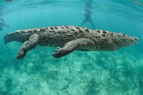 One Simple Factor Determines The Sex Of Crocodiles And Alligators A Z