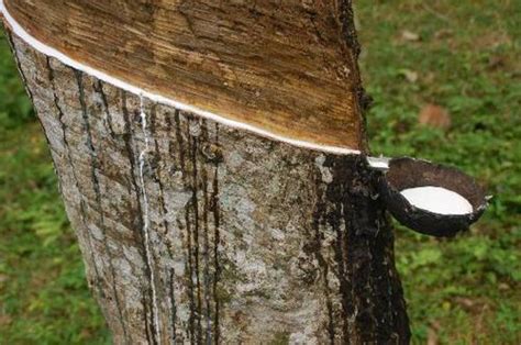 raw rubber  malaysia raw rubber manufacturers suppliers  malaysia