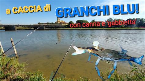 A Caccia Di Granchi Blu Con Canna E Gabbietta Youtube