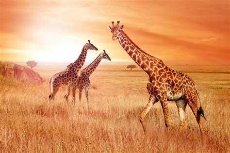 Afrikanische Giraffen Natur Fototapeten Motivwelten Papermoon De