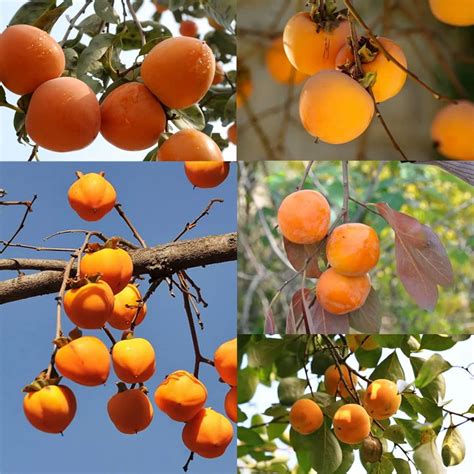 Amazon Ohxsm Persimmon Tree Seeds Khaki Persimmon Diospyros