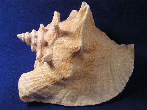 Pink Queen Conch Shells Strombus Gigas Shells Conch Shell Sea Shells