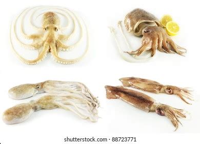 Set Clams Octopus Squid Cuttlefish Stock Photo Edit Now 88723771