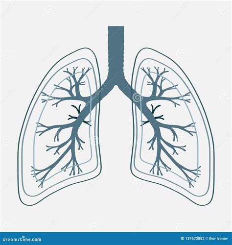 Human Lung Anatomy Diagram Illness Respiratory Cancer Stock