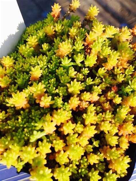 多肉植物 セダム 黄金丸葉万年草 75cmポット 耐寒性 定番キャンバス