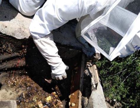 Reubican Dos Enjambres De Viviendas Con Alrededor De 5 Mil Abejas Voz