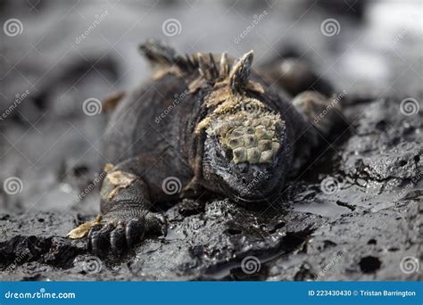 Head On Portrait Of Marine Iguana Amblyrhynchus Cristatus Staring At