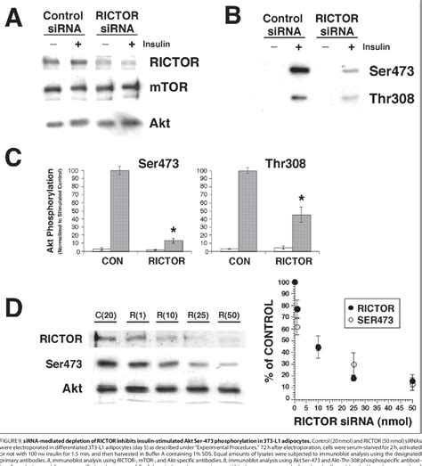 Figure 9 From Mtor·rictor Is The Ser473 Kinase For Aktprotein Kinase B