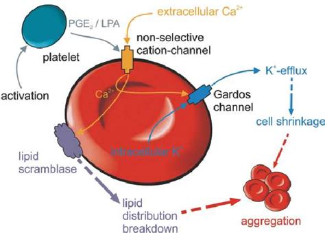 Figure 3 From Aggregation Of Red Blood Cells From Rouleaux To Clot