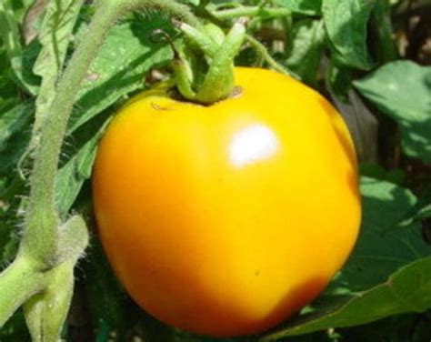 Moonglow Tomato Seeds Etsy