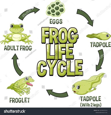 Frog Life Cycle Diagram Illustration Stock Vector (Royalty Free) 2279337113 | Shutterstock