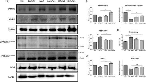 Activation Of AMPK By HUCB MSCs Regulated INOS And Protein Synthesis In