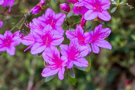 Purple Azalea Flowers in a Garden Stock Image - Image of pistil ...