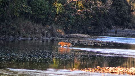 Royal Bengal Tiger In Bardiya National Park Tiger Encounter