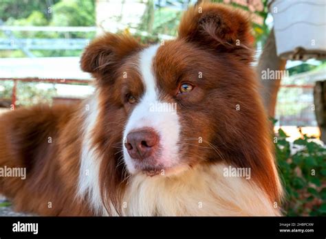 When Did Border Collies Originate