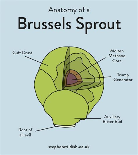 Anatomy Of A Brussels Sprout Brussel Sprouts Brussel Charts And Graphs