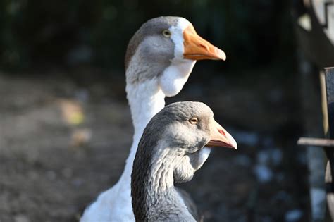 Premium Photo | Goose head. goose head close up. grey goose