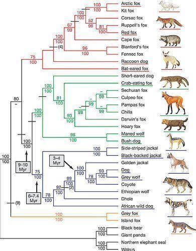 Canidae - Alchetron, The Free Social Encyclopedia