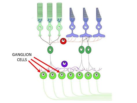 Ganglion cell - definition — Neuroscientifically Challenged