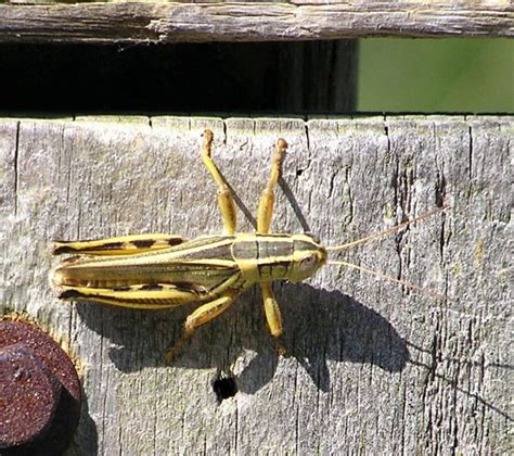 TWO-STRIPED GRASSHOPPER - Fontenelle Forest Nature Search : Fontenelle Forest Nature Search