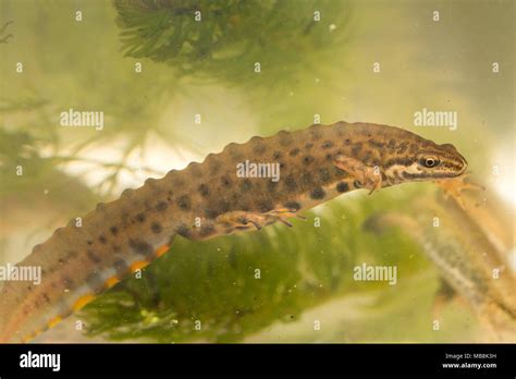 Male smooth newt, also called common newt (Lissotriton vulgaris) in ...