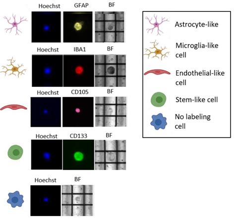 Cells Free Full Text Single Cell Molecular Characterization To