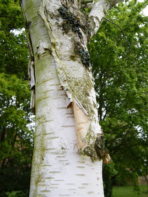 Paper birch - Betula papyrifera, species information page. Also known ...