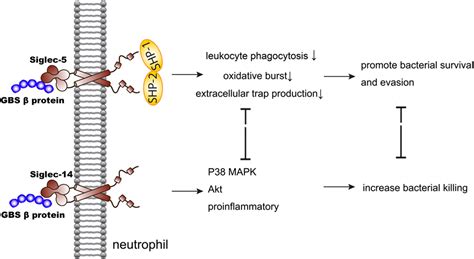 Frontiers Sialic Acids In The Immune Response During Sepsis