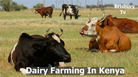 Dairy Farming In Kenya Youtube