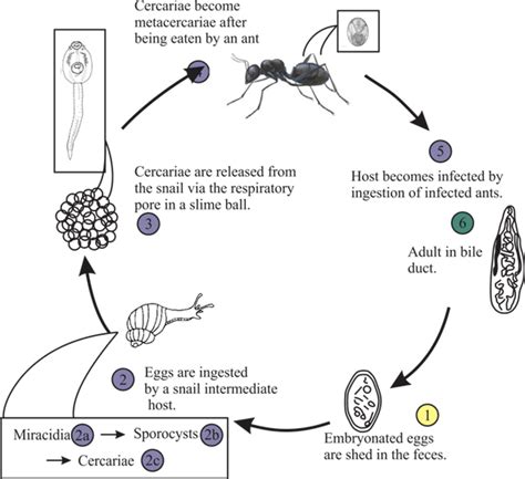 Dicrocoelium Dendriticum Life Cycle