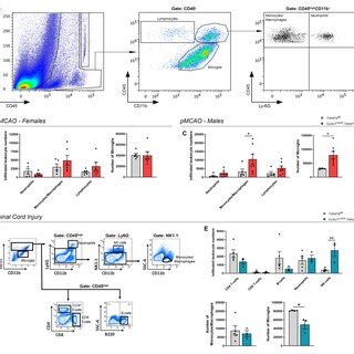 Conditional Ablation Of Microglial TNFR2 Has A Sex Specific Impact On