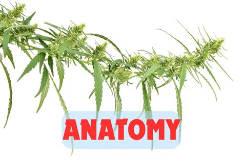 Cannabis Plant Flowers Exploring The Anatomy Of Its Flowering