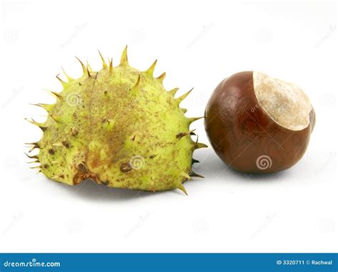 Chestnut With Shell Stock Image Image Of Nature Numerous 3320711