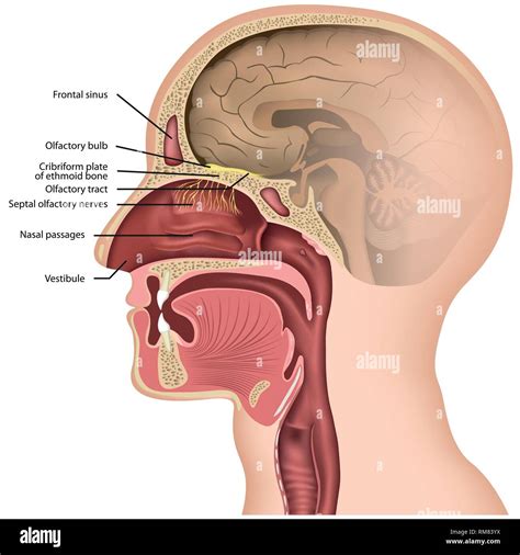 Cribriform Plate In Brain