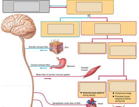 LABEL NERVOUS SYSTEM ORGANIZATION Diagram Quizlet