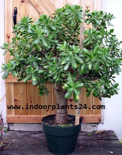 Crassula Ovata Jade Plant Crassulaceae Care Propagation Guide Indoor Plants Guide All About