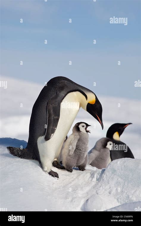 Emperor Penguins And Chicks Stock Photo Alamy