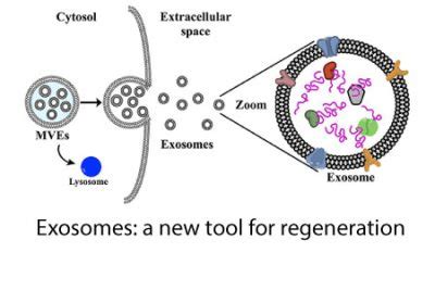 Learn About Exosomes While You Still Can Recharge Biomedical