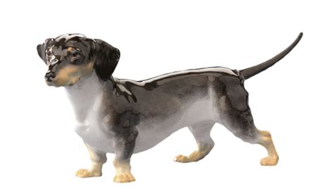 Dachshund Png Transparent Image Download Size 536x315px