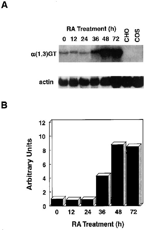 Kinetics Of Gt Mrna Induction In F Cells By Ra A Total Rna Was