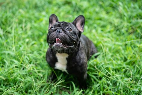 French Bulldog Playing Outside . Stock Photo - Image of grass, cute: 125638976