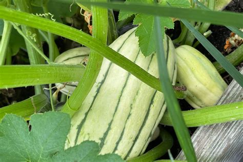 Winter Squash Curing And Storage Tips