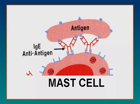 Immunopathology Ppt