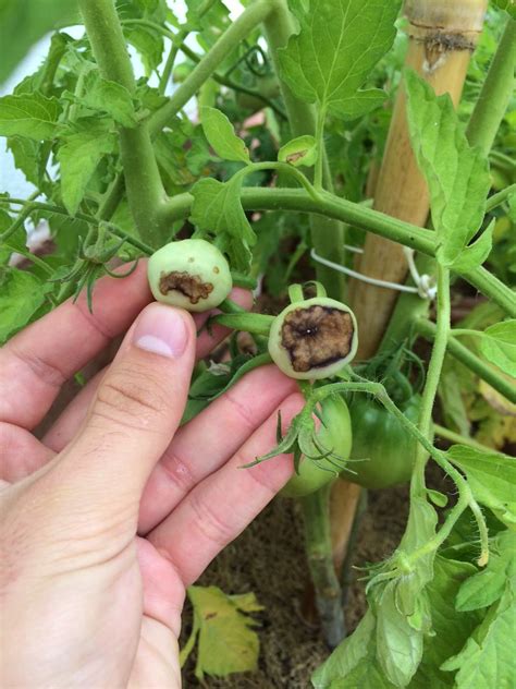 Enfermedad En Mis Tomates Fotos