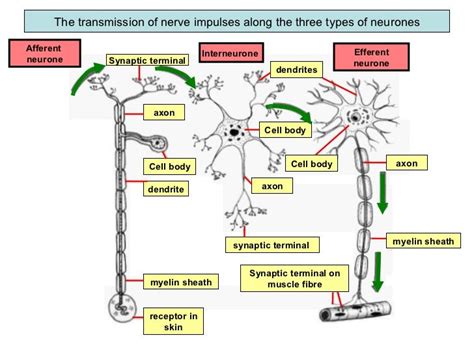 Fbiology Form 5chp 3 Coordination And Response3 2 The Role Of The