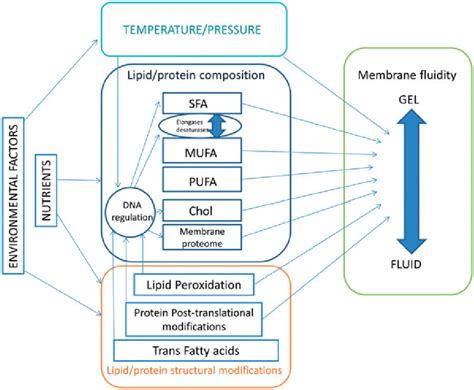 Factors inducing membrane fluidity changes. Nutrients and environmental... | Download Scientific ...