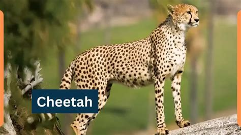 Cheetah-Classification, Appearance, Habitat, and Facts