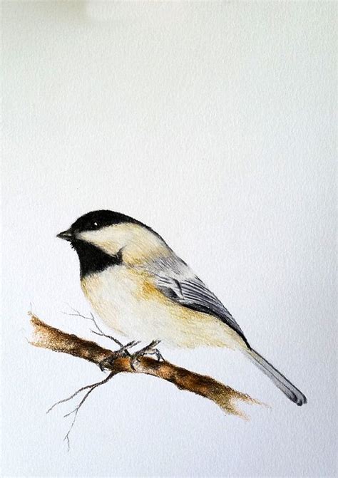 Chickadee Drawing at GetDrawings | Free download